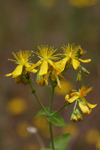 Hypericum montbretii