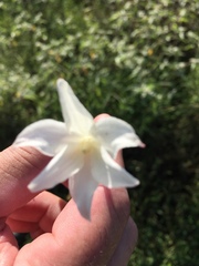 Zephyranthes chlorosolen