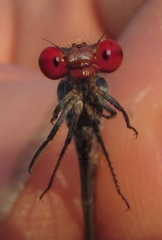 Pseudagrion sublacteum