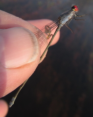 Pseudagrion sublacteum