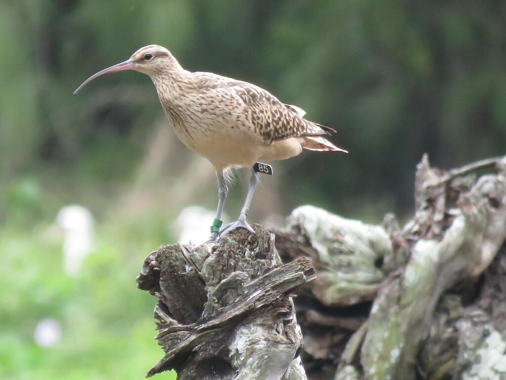 Bristle-thighed Curlew in March 2023 by Curtis Mahon · iNaturalist