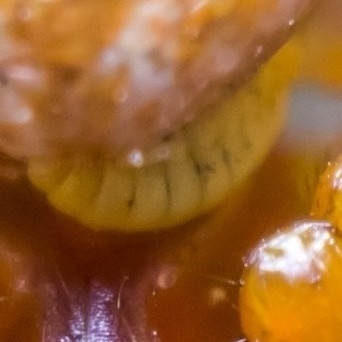Polysphincta boops
