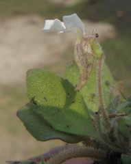 Diclis petiolaris