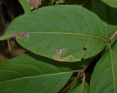 Aulagromyza orbitalis