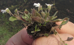 Diclis petiolaris
