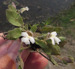 Diclis petiolaris