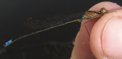 Pseudagrion sudanicum