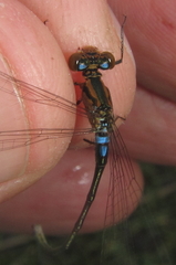 Pseudagrion sudanicum
