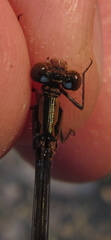 Pseudagrion sudanicum
