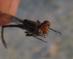 Pseudagrion sudanicum