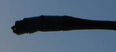 Pseudagrion sudanicum