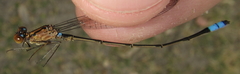 Pseudagrion sudanicum