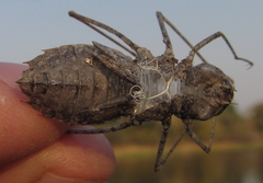 Phyllomacromia contumax