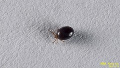 Ixodes nipponensis