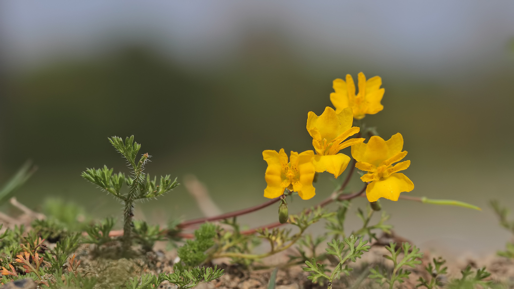 Hypecoeae
