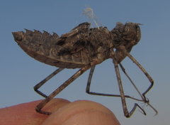 Phyllomacromia contumax