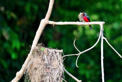 Cymbirhynchus macrorhynchos