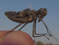 Phyllomacromia contumax