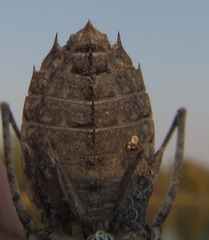 Phyllomacromia contumax