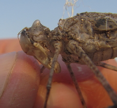 Phyllomacromia contumax