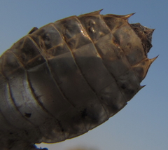 Phyllomacromia contumax