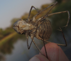 Phyllomacromia contumax