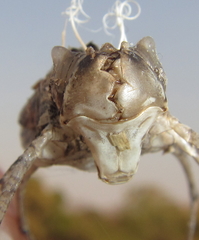 Phyllomacromia contumax