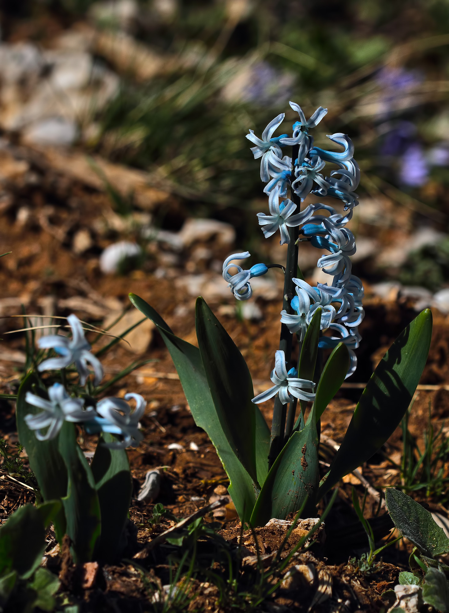 Hyacinthus