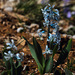 Hyacinth - Photo (c) Mehmet Çelik, some rights reserved (CC BY-NC), uploaded by Mehmet Çelik