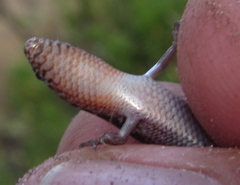 Panaspis maculicollis