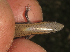 Panaspis maculicollis