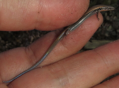 Panaspis maculicollis