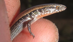 Panaspis maculicollis