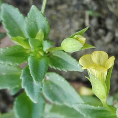 Mecardonia procumbens
