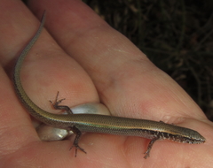 Panaspis maculicollis