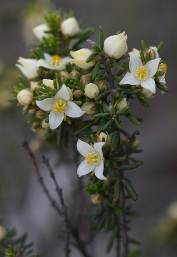 Boronia ericifolia