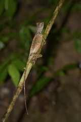 Acanthosaura lepidogaster