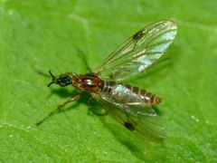 Dilophus segnis