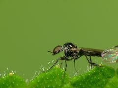 Dilophus segnis