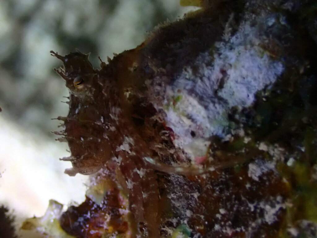 Caribbean Two-spot Octopus