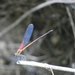 Knob-tipped Rubyspot - Photo (c) alasahumadas, some rights reserved (CC BY-NC), uploaded by alasahumadas