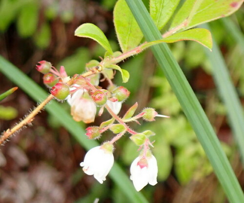 Image of Gaylussacia mosieri by (c) mfeaver, some rights reserved (CC BY)