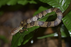 Trimerodytes aequifasciatus
