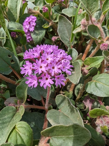 Mojave sand verbena (Abronia pogonantha)