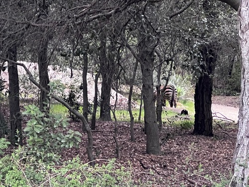 So here's a weird one: an apparently escaped > feral Zebra u