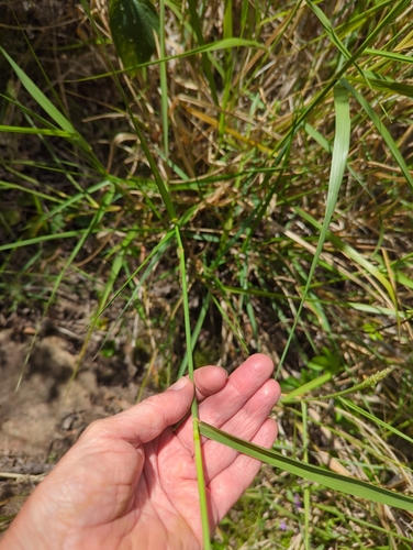 Image of Cenchrus caliculatus by no rights reserved