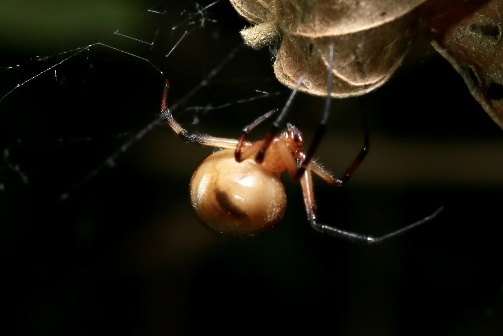 Parasteatoda jinghongensis