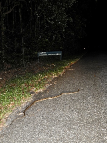 Australian Scrub Python sighting