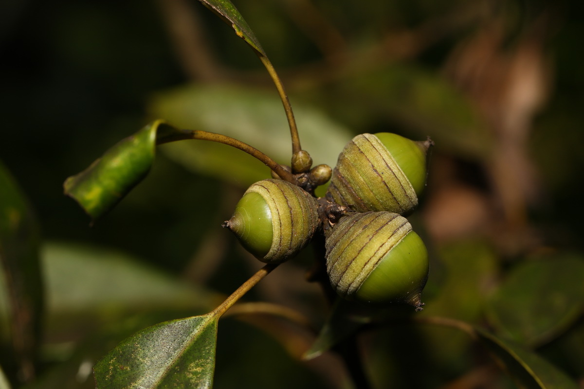 Quercus glauca