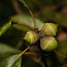 Quercus glauca - Photo (c) Sunny Corey Tsai, algunos derechos reservados (CC BY-NC), uploaded by Sunny Corey Tsai